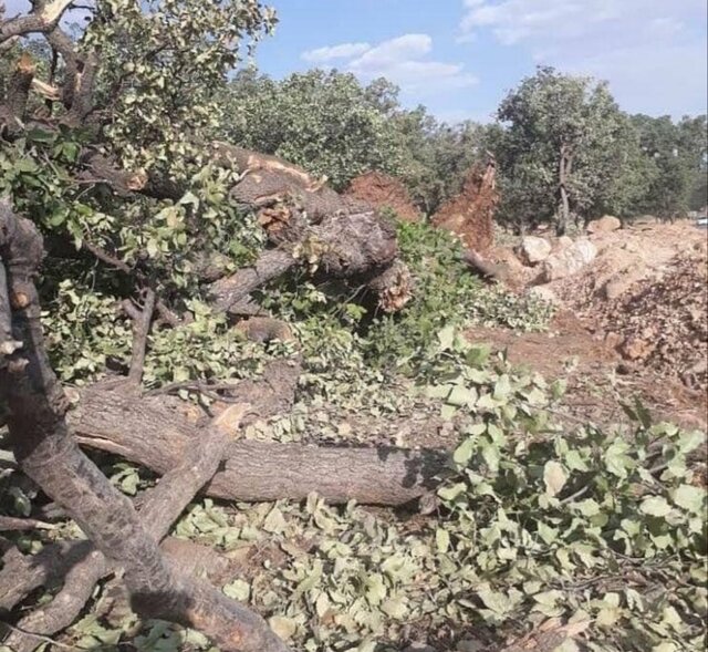 عامل قطع درخت بلوط حاشیه آزاده راه پل زال دستگیر شد