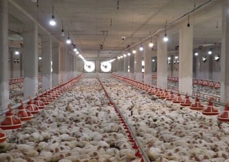 ۸ میلیون قطعه جوجه‌ریزی در مرغداری‌های لرستان