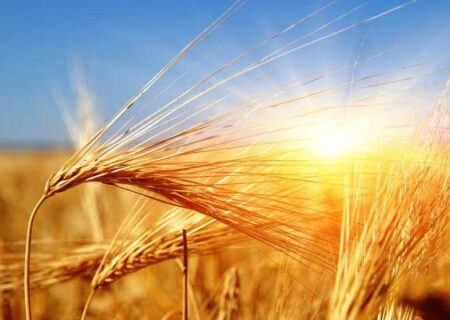 خریداری ۵۰۲ هزار تن گندم از کشاورزان لرستان