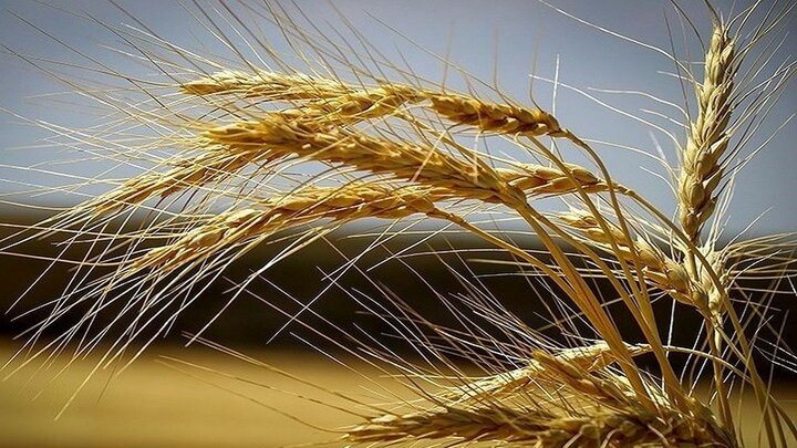 پیش بینی برداشت ۵۵۰ هزار تن گندم در استان