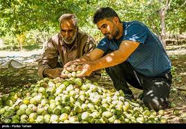 رونق گردشگری کشاورزی در بیرانشهر لرستان