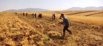 جشنواره کشت نخود در دلفان لرستان