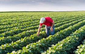 کشاورزی حفاظتی راهکار حفظ خاک