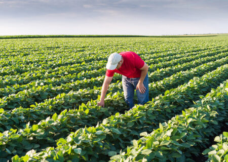 کشاورزی حفاظتی راهکار حفظ خاک
