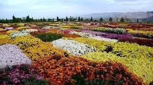 نگهداری ۳۰۰ گونه گیاهی در باغ گیاه‌شناسی زاگرس لرستان