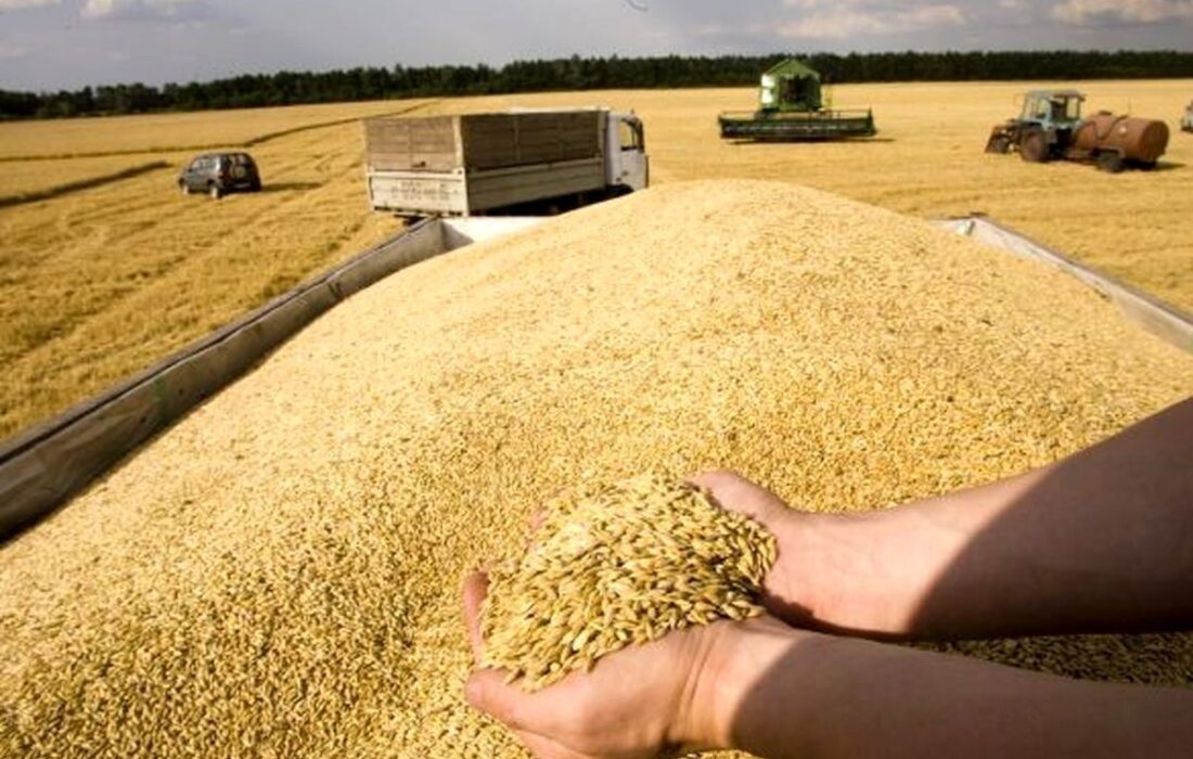 خرید بیش از ۲۲۳ هزار تن گندم در لرستان