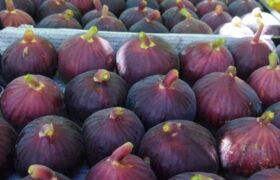 پیش‌بینی برداشت ۴۵ هزار تن انجیر سیاه از باغات لرستان