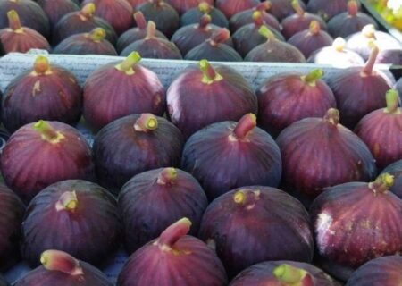 پیش‌بینی برداشت ۴۵ هزار تن انجیر سیاه از باغات لرستان