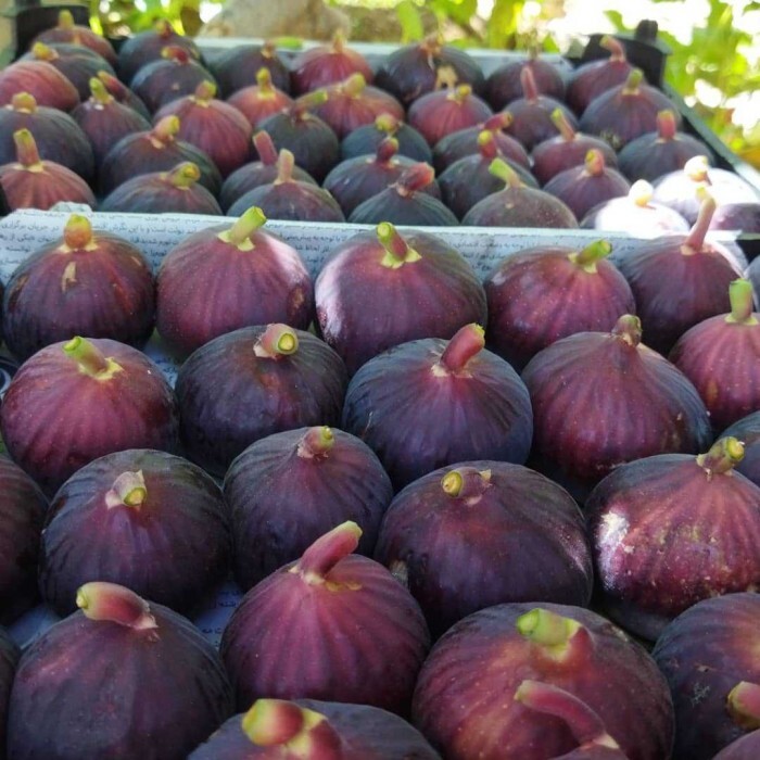 پیش‌بینی برداشت ۴۵ هزار تن انجیر سیاه از باغات لرستان
