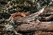 دستگیری عامل قطع درختان چم‌باغ ویسیان در لرستان