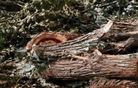 دستگیری عامل قطع درختان چم‌باغ ویسیان در لرستان
