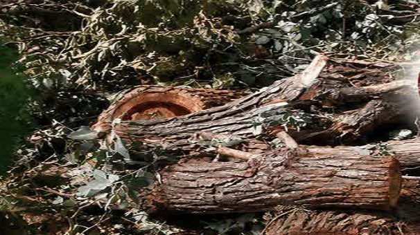 دستگیری عامل قطع درختان چم‌باغ ویسیان در لرستان