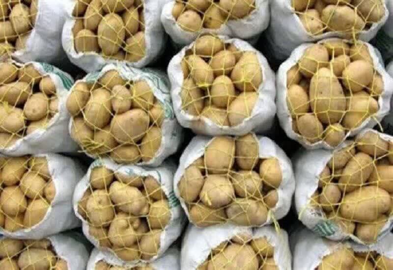 آغاز عرضه مستقیم سیبزمینی در لرستان