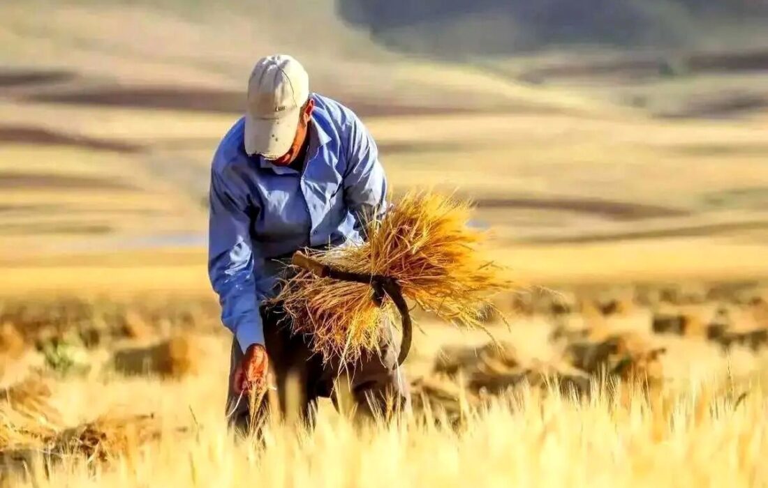 پرداخت ۹۳ درصدی مطالبات گندم‌کاران لرستان