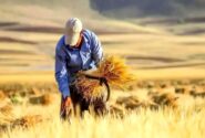 پرداخت ۹۳ درصدی مطالبات گندم‌کاران لرستان