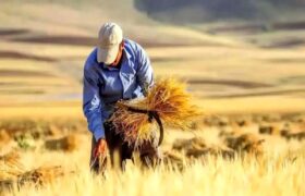 پرداخت ۹۳ درصدی مطالبات گندم‌کاران لرستان